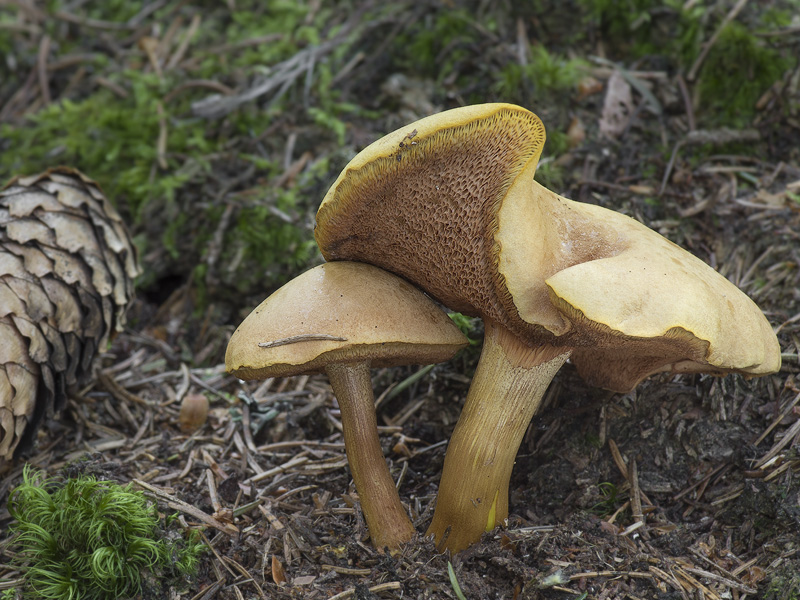 Chalciporus piperatus